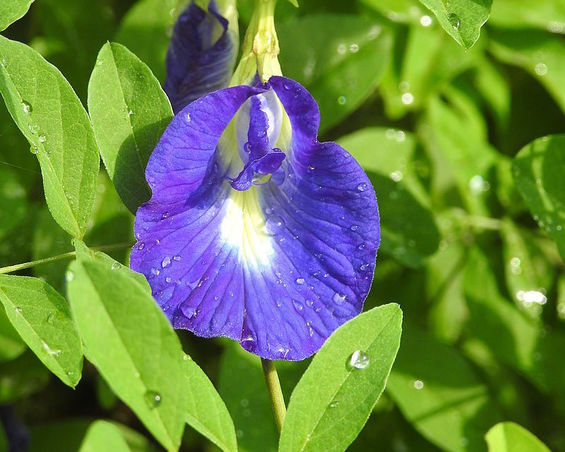 Benefits Of Butterfly Pea Tea - 9Season